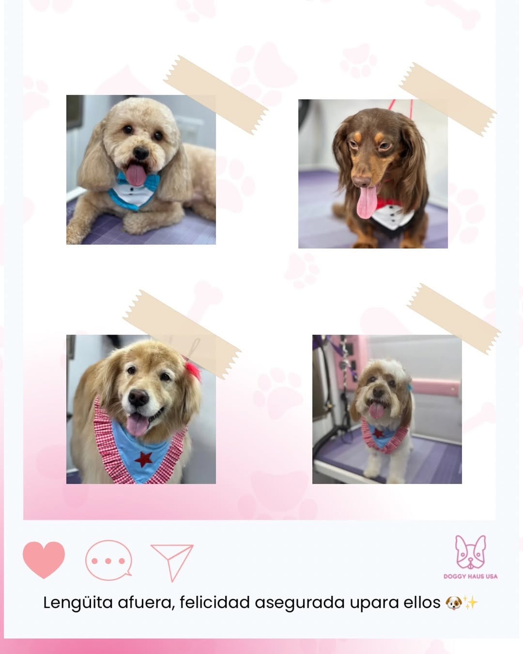 Post 7 by Doggy Haus Usa | Peluquería para Mascotas a Domicilio | Grooming on Instagram (image)