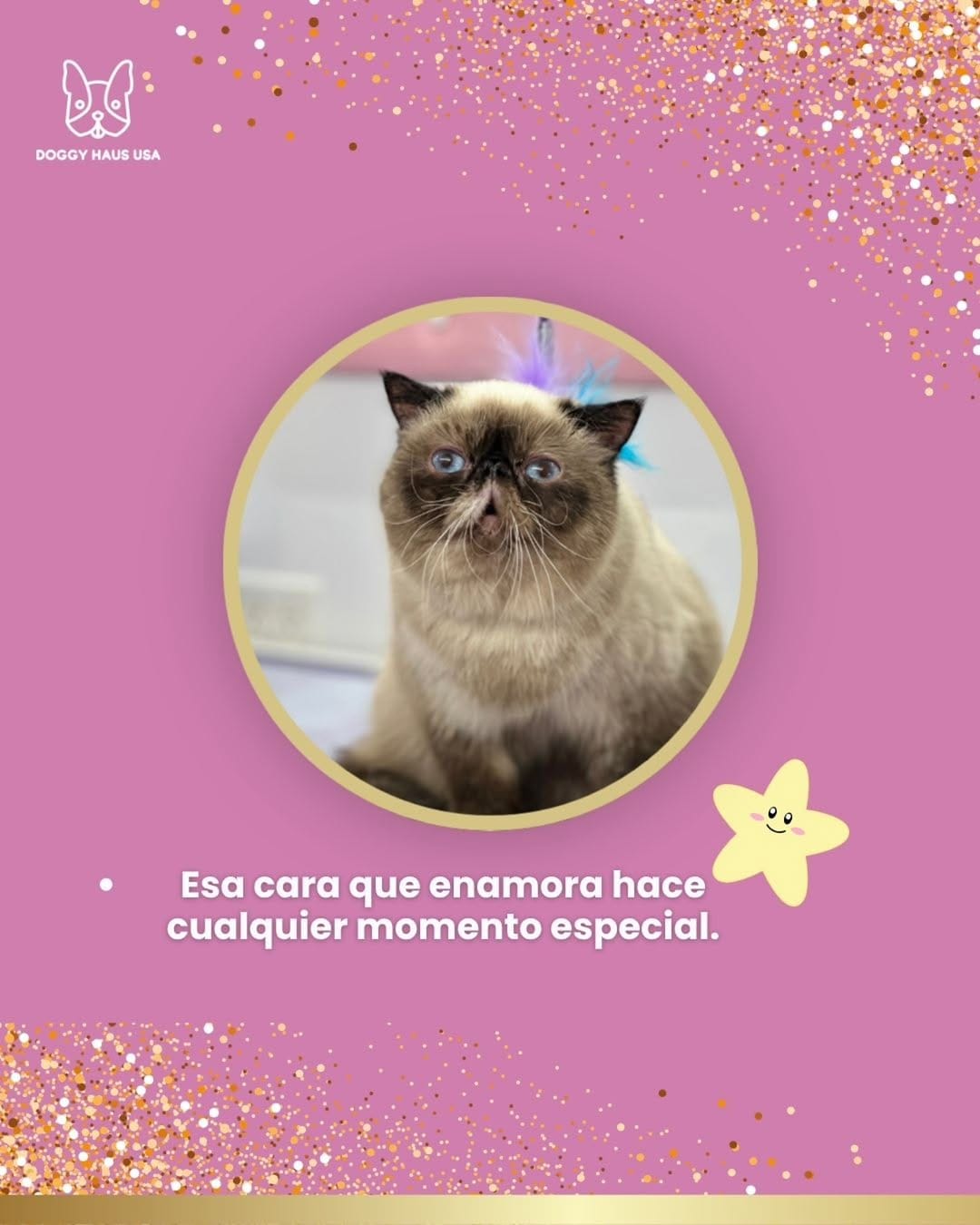 Post 6 by Doggy Haus Usa | Peluquería para Mascotas a Domicilio | Grooming on Instagram (image)