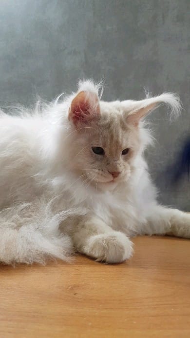 Post 8 by Mainecoon Мейнкун on Instagram (video)