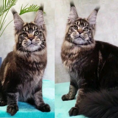 Post 5 by Mainecoon Мейнкун on Instagram (video)