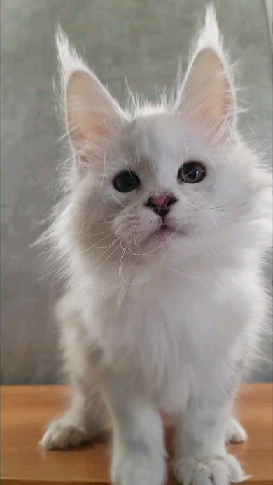 Post 4 by Mainecoon Мейнкун on Instagram (video)