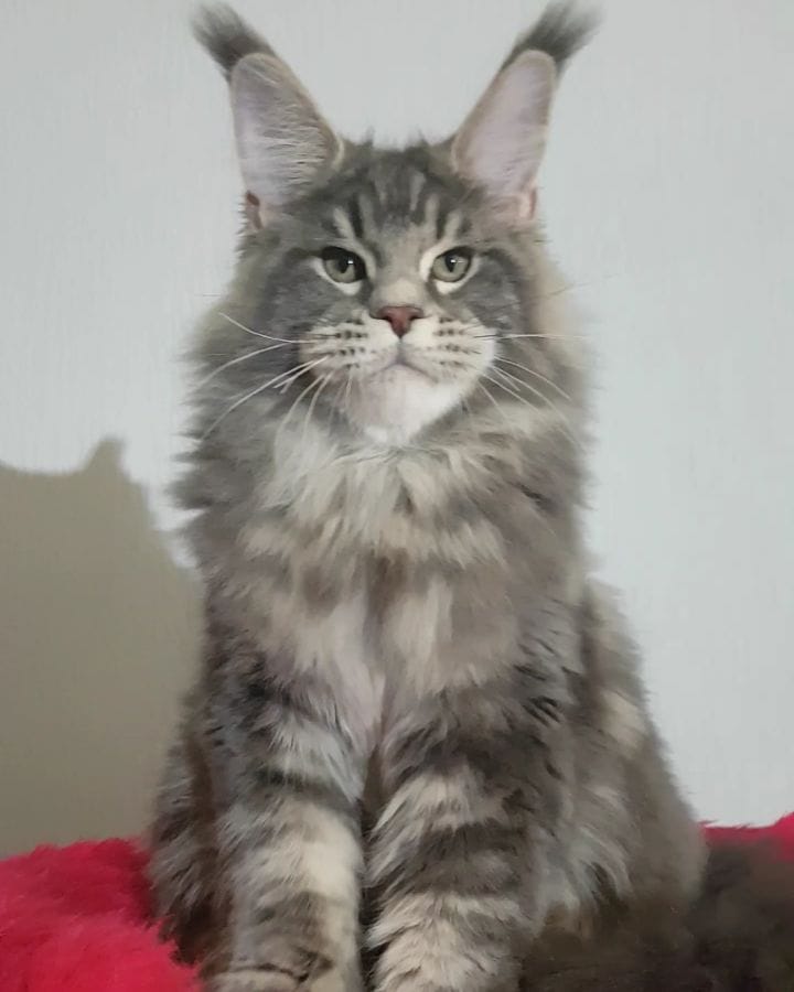 Post 10 by Mainecoon Мейнкун on Instagram (video)