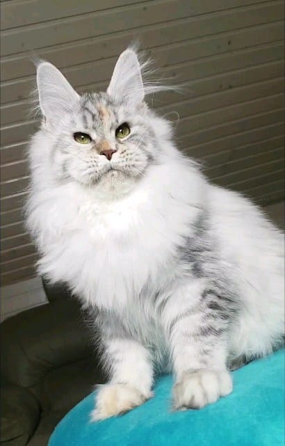 Post 3 by Mainecoon Мейнкун on Instagram (video)