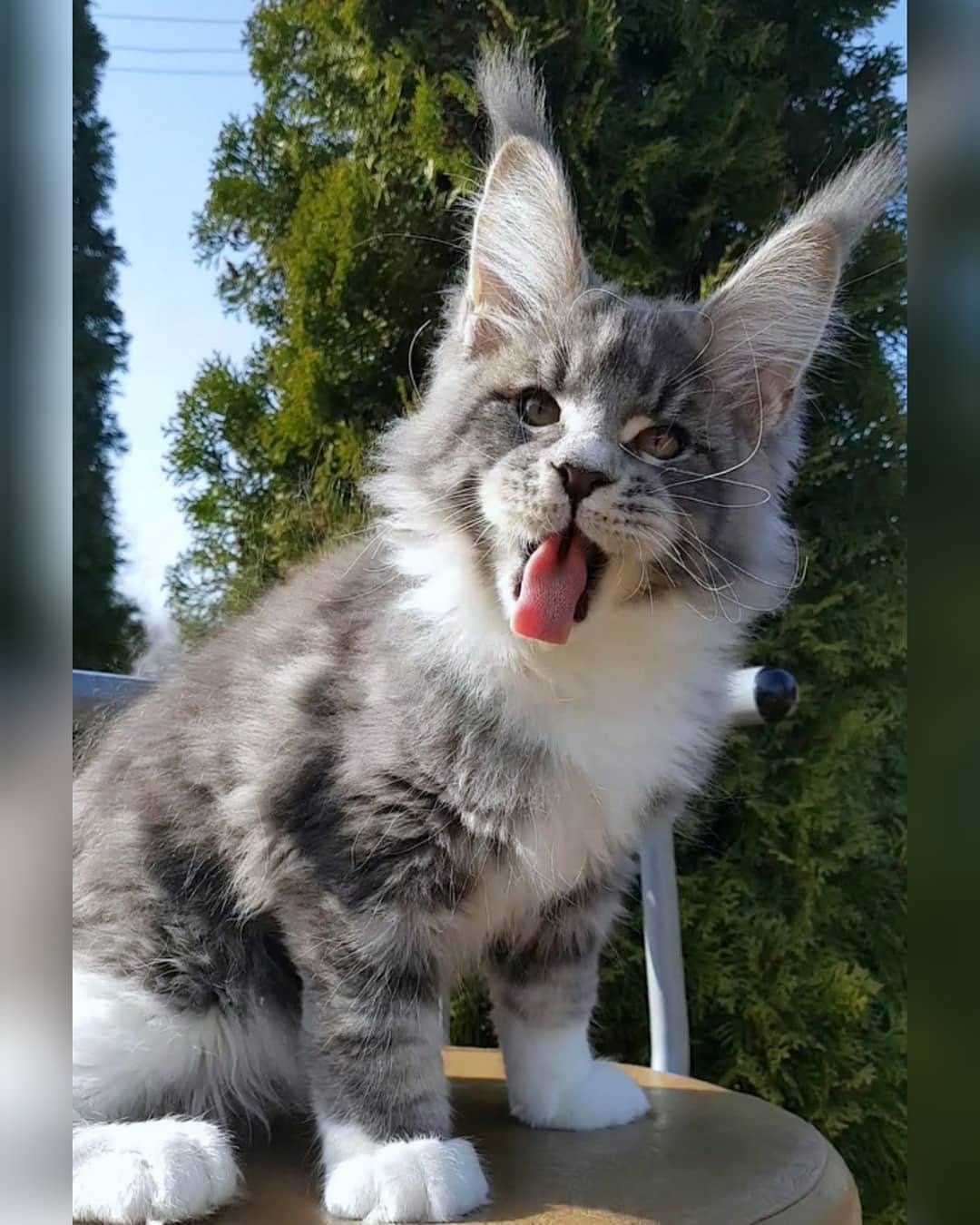 Post 9 by Mainecoon Мейнкун on Instagram (image)