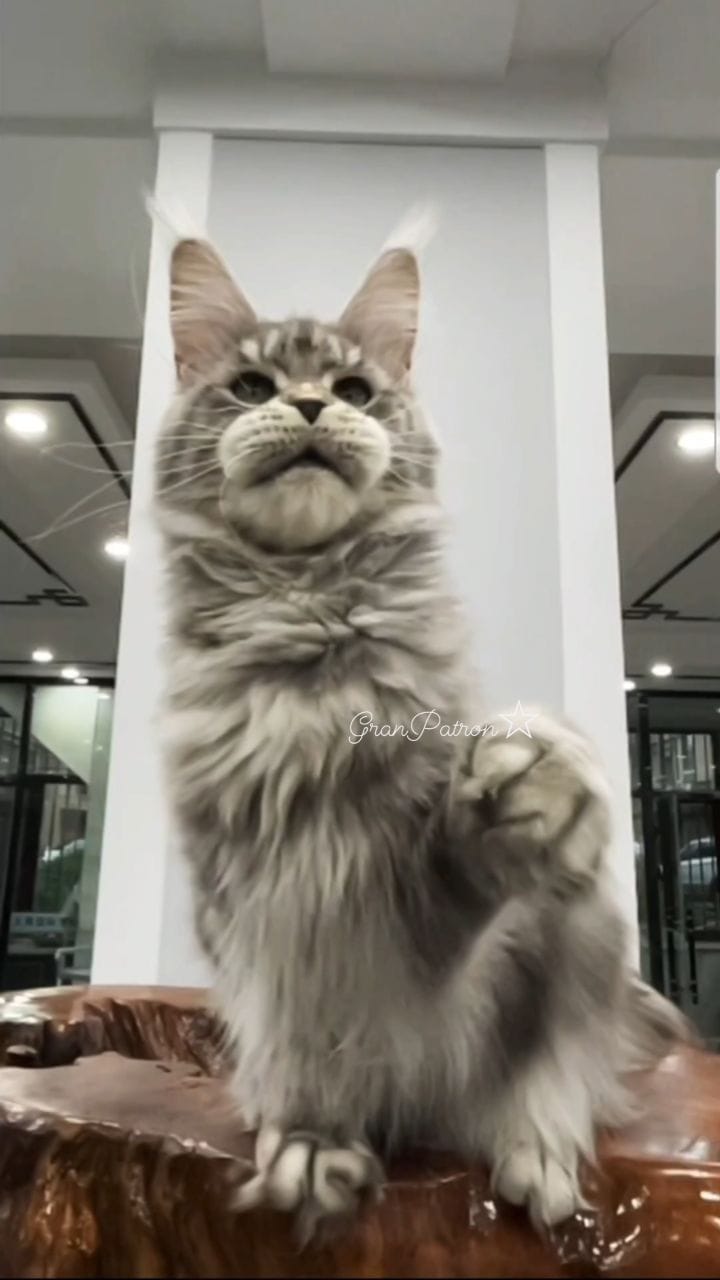Post 2 by Mainecoon Мейнкун on Instagram (video)