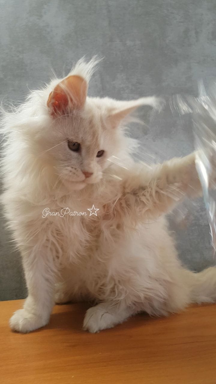 Post 1 by Mainecoon Мейнкун on Instagram (video)