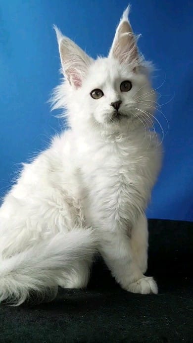 Post 6 by Mainecoon Мейнкун on Instagram (video)