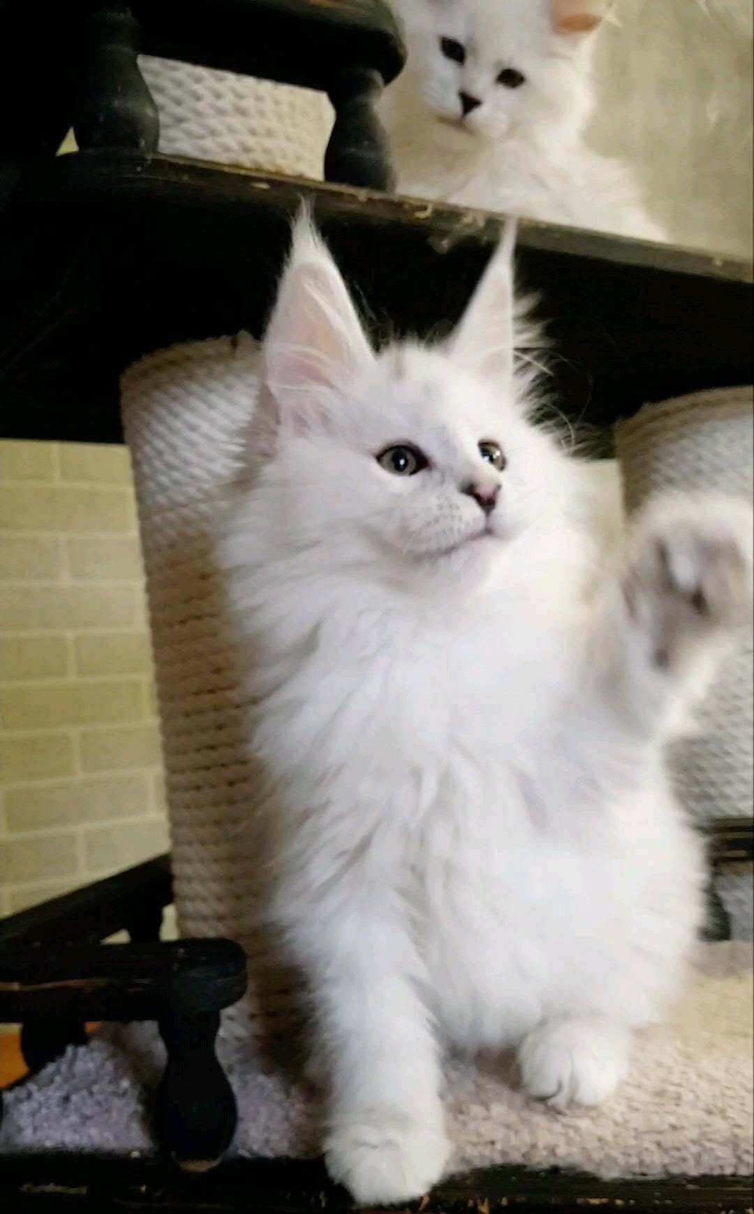 Post 7 by Mainecoon Мейнкун on Instagram (video)