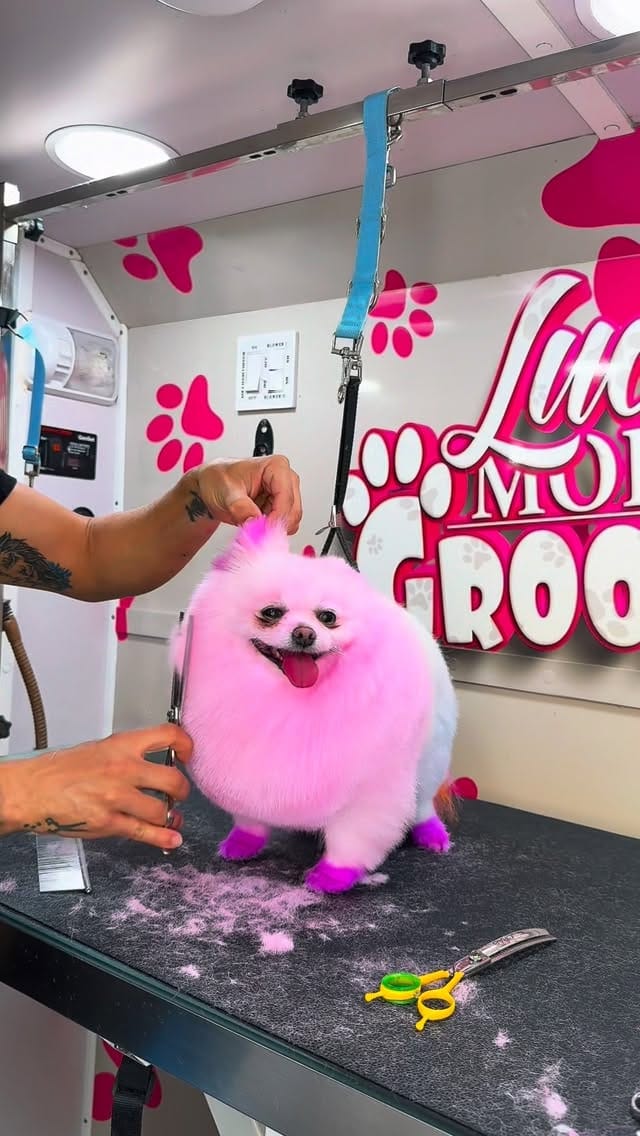Post 5 by Lucas Mobile Grooming 🐶 on Instagram (video)