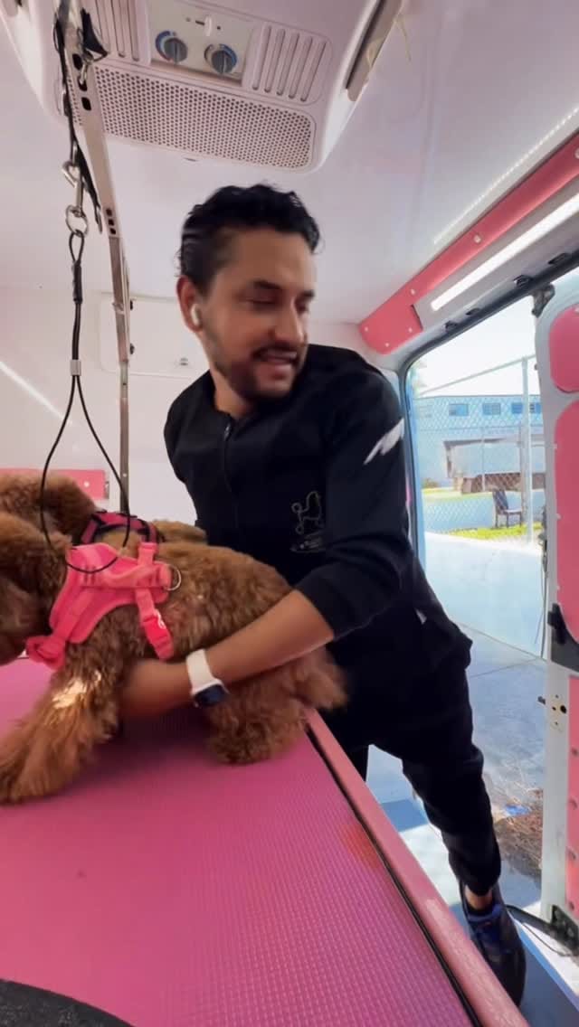 Post 1 by Lucas Mobile Grooming 🐶 on Instagram (video)