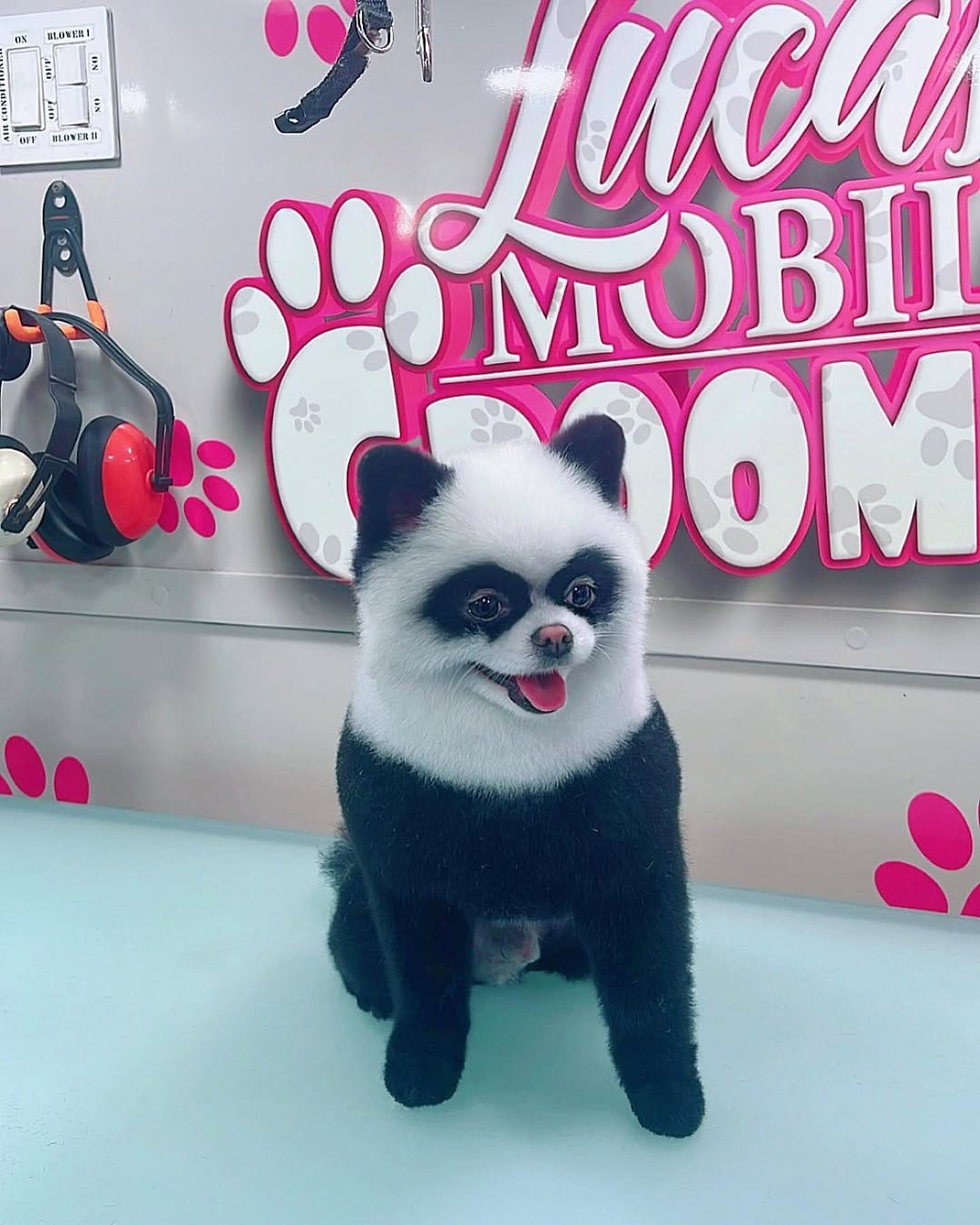 Post 10 by Lucas Mobile Grooming 🐶 on Instagram (carousel)