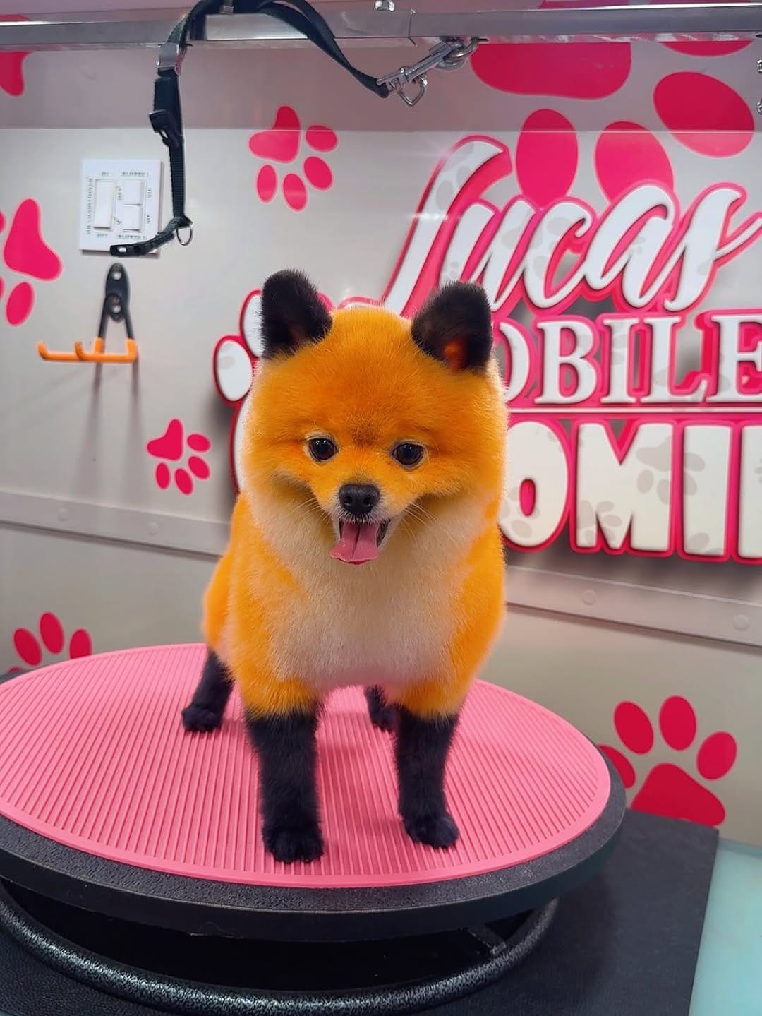 Post 8 by Lucas Mobile Grooming 🐶 on Instagram (carousel)