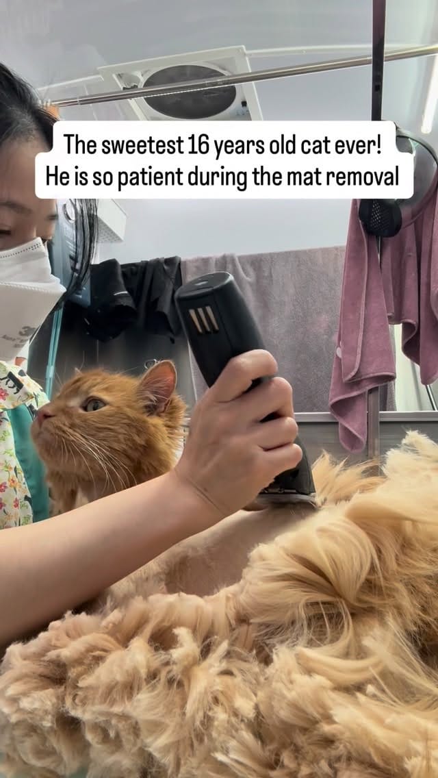Post 9 by Nara C on Instagram (video)