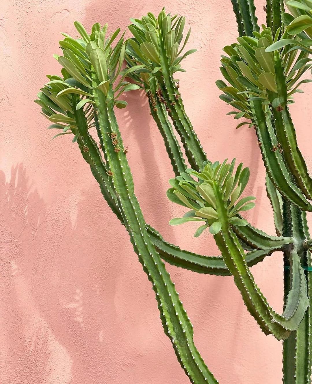 Post 5 by Kyla Herbes on Instagram (image)