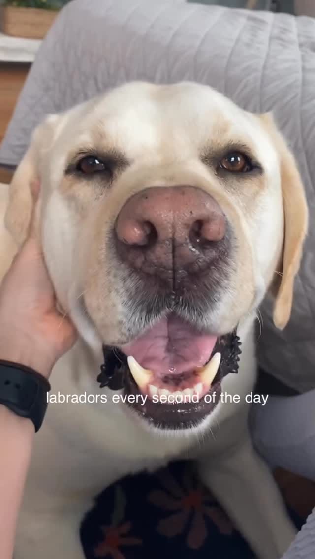 Post 8 by Cooper The Yellow Lab on Instagram (video)