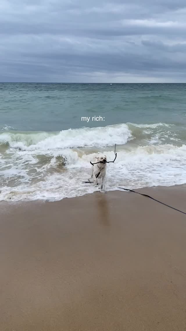 Post 4 by Cooper The Yellow Lab on Instagram (video)