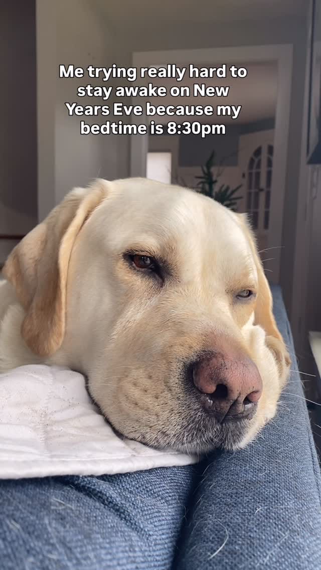 Post 9 by Cooper The Yellow Lab on Instagram (video)