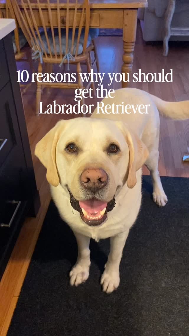 Post 2 by Cooper The Yellow Lab on Instagram (video)