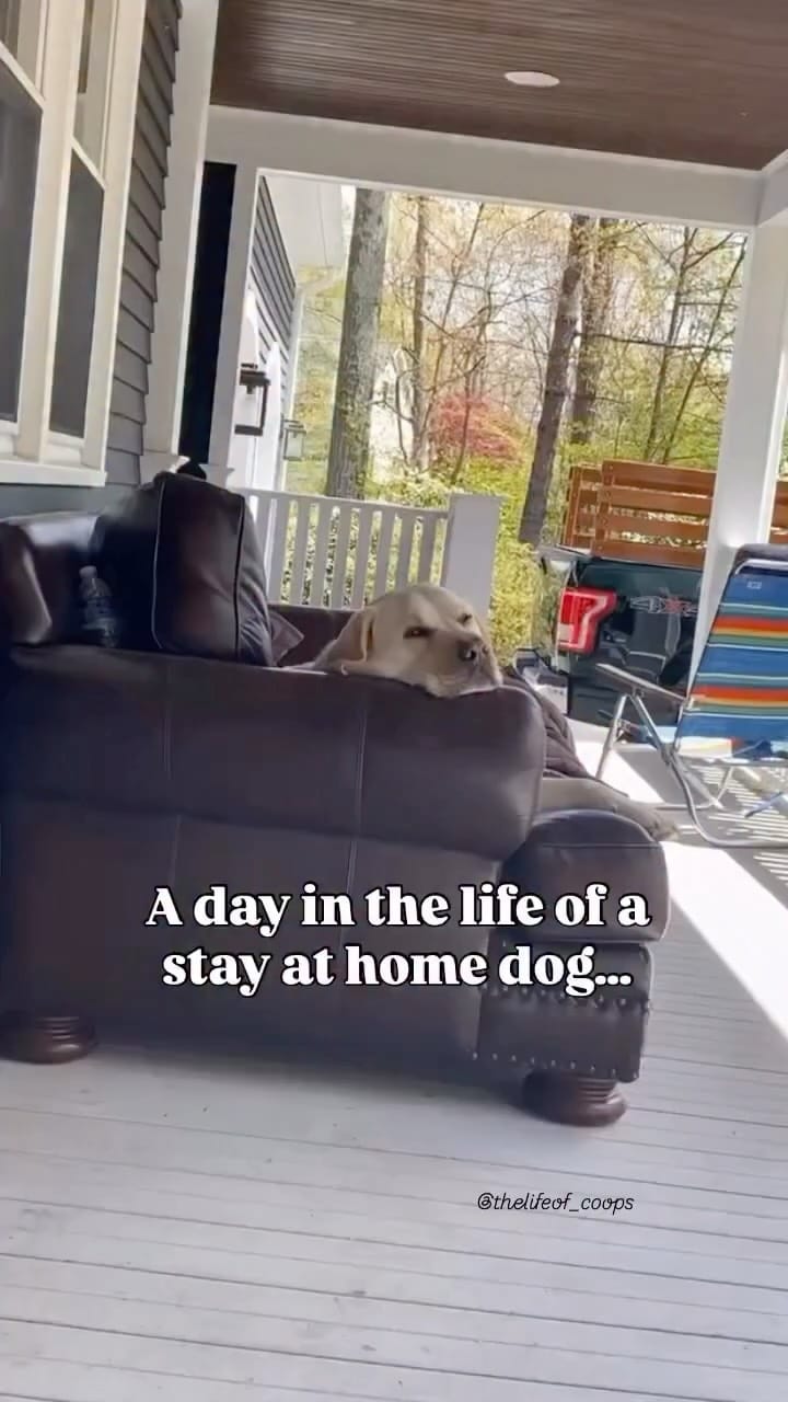Post 10 by Cooper The Yellow Lab on Instagram (video)