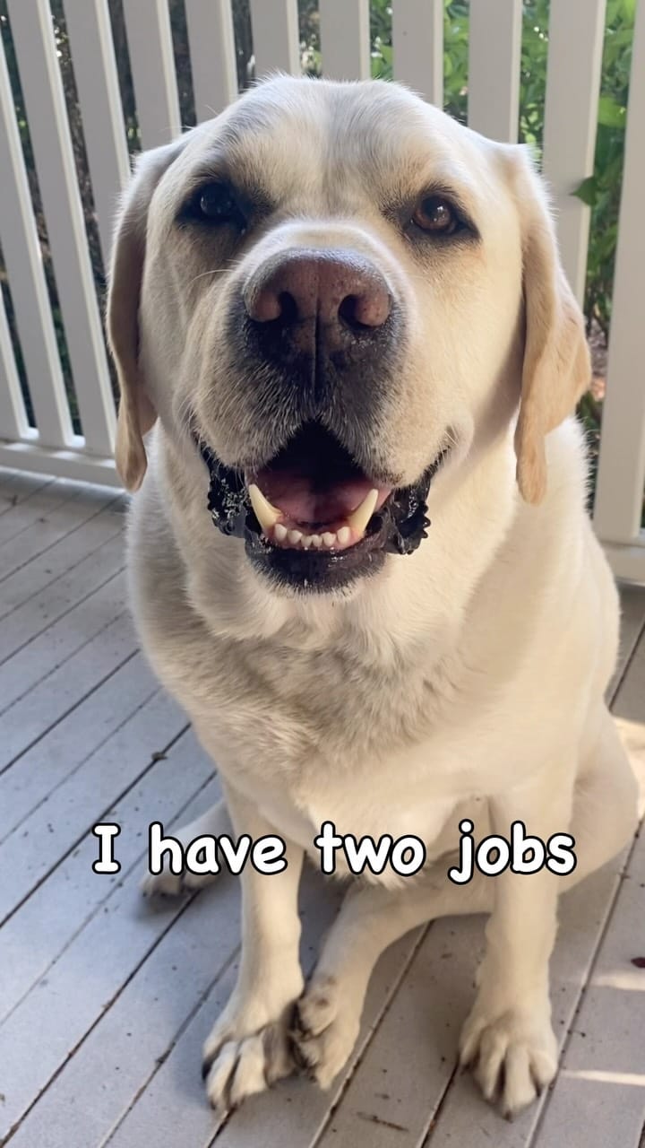 Post 6 by Cooper The Yellow Lab on Instagram (video)
