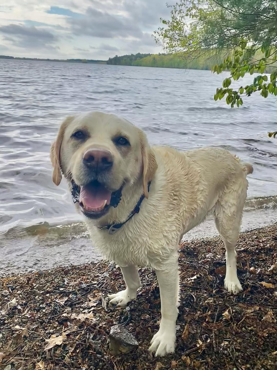 Post 3 by Cooper The Yellow Lab on Instagram (carousel)