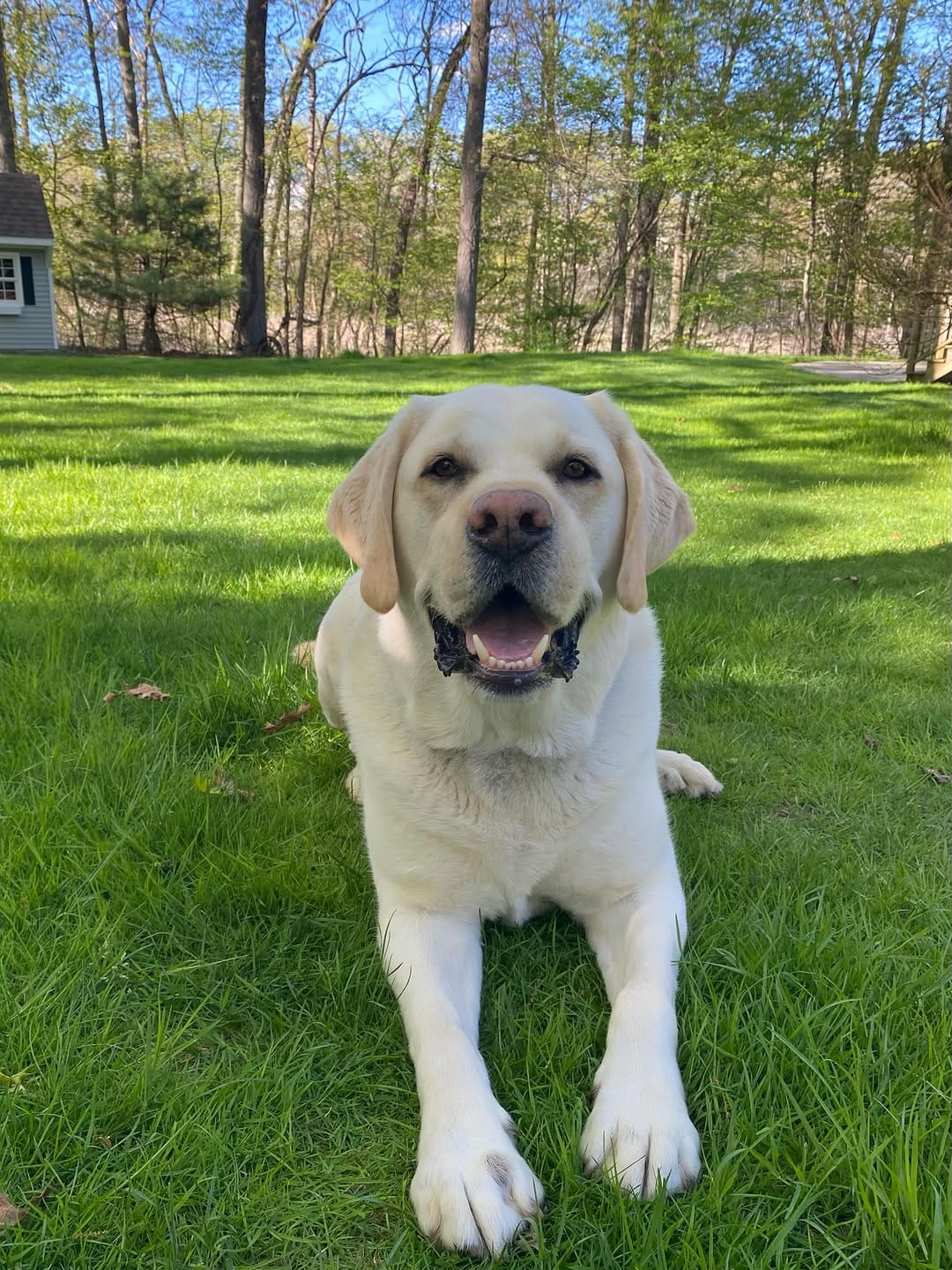 Post 5 by Cooper The Yellow Lab on Instagram (carousel)