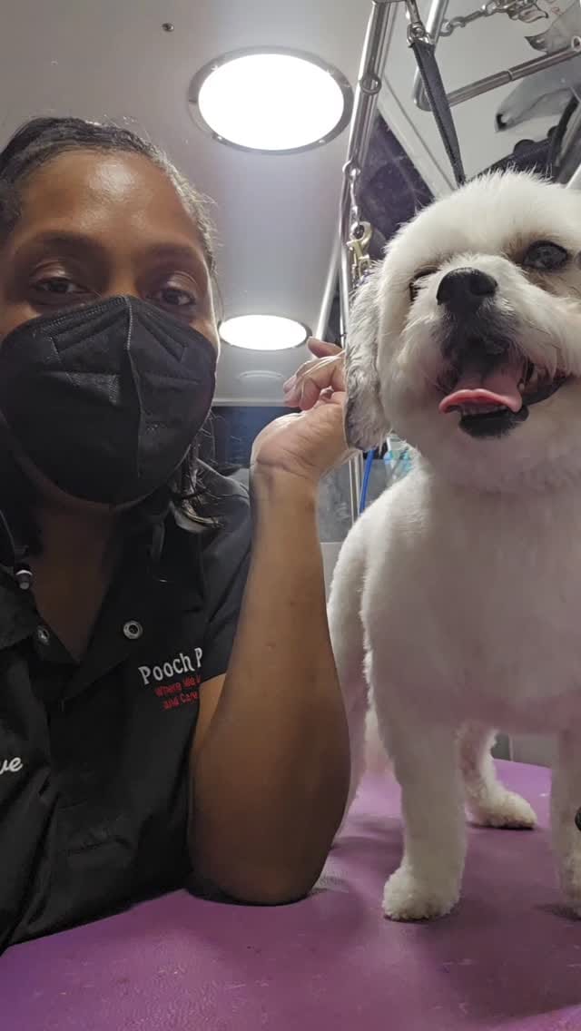 Post 4 by Pooch Parlor Grooming Salon on Instagram (video)