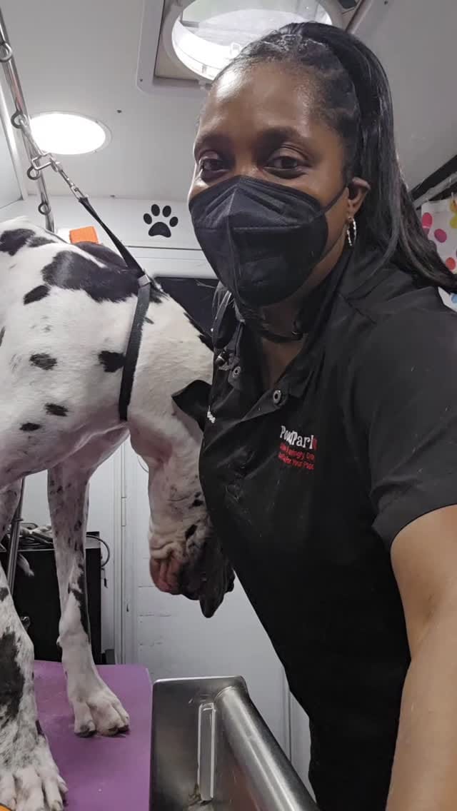 Post 5 by Pooch Parlor Grooming Salon on Instagram (video)