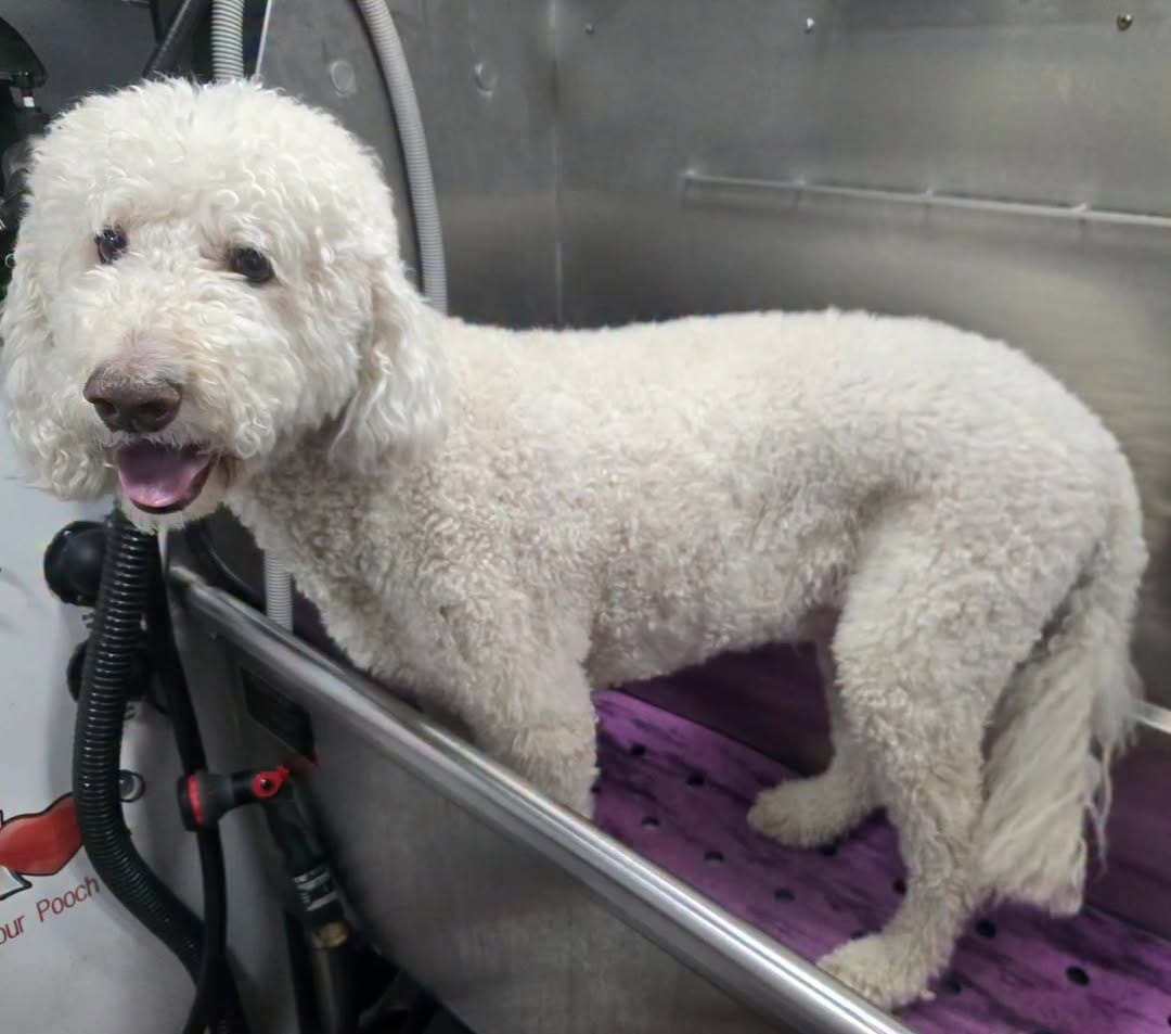 Post 3 by Pooch Parlor Grooming Salon on Instagram (video)
