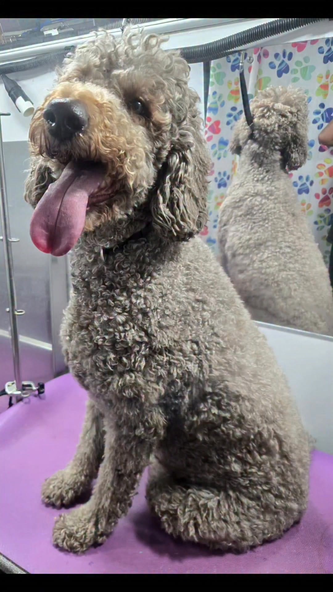 Post 1 by Pooch Parlor Grooming Salon on Instagram (video)