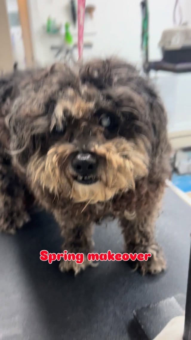 Post 1 by Alice Foy on Instagram (video)
