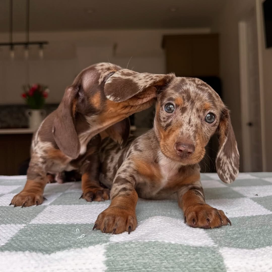 Post 10 by The Puppy Ranch | Pet Pros LLC on Instagram (image)