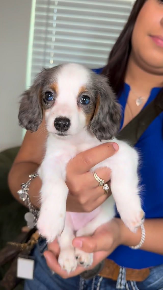 Post 7 by The Puppy Ranch | Pet Pros LLC on Instagram (video)