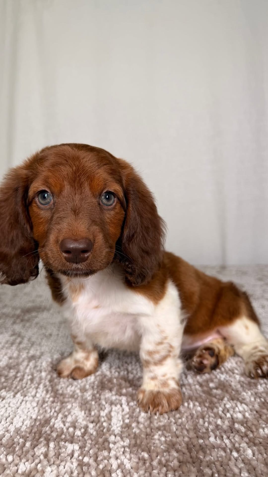 Post 6 by The Puppy Ranch | Pet Pros LLC on Instagram (video)