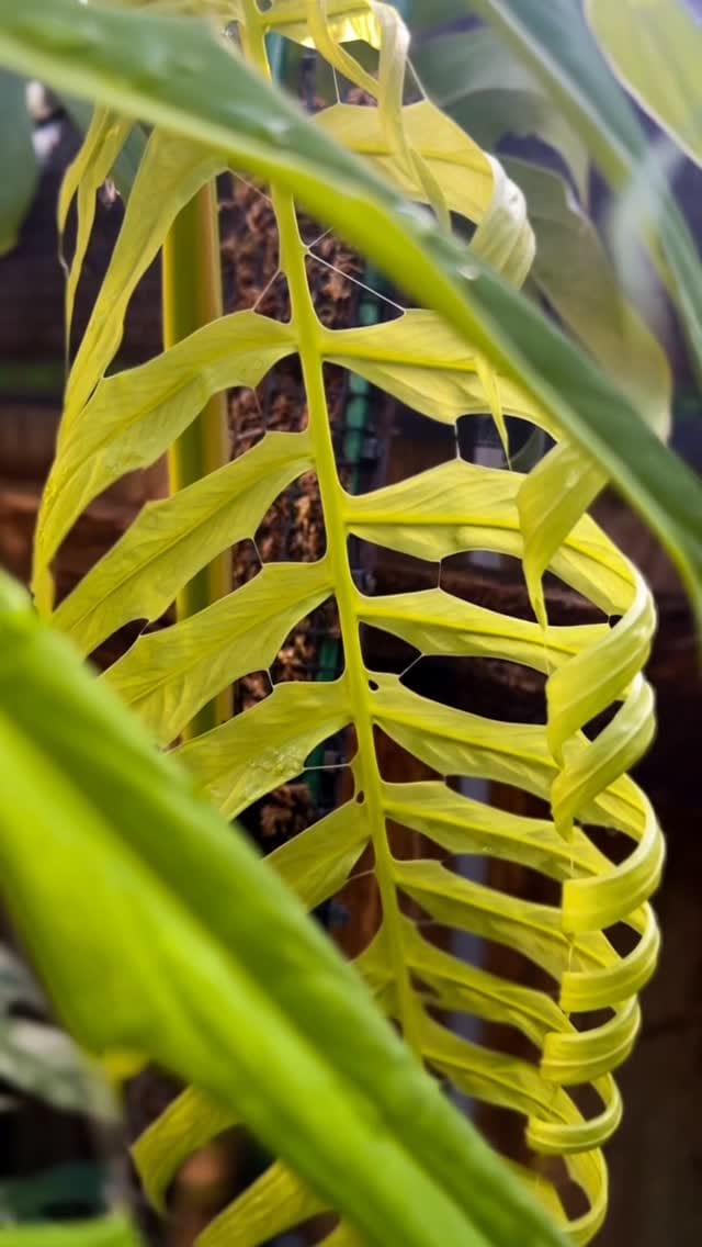 Post 1 by Andrew || AABexotics 🌿 on Instagram (video)