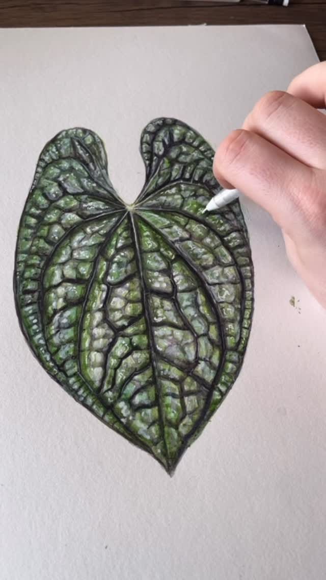 Post 4 by Andrew || AABexotics 🌿 on Instagram (video)