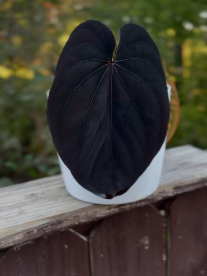 Post 3 by Andrew || AABexotics 🌿 on Instagram (carousel)