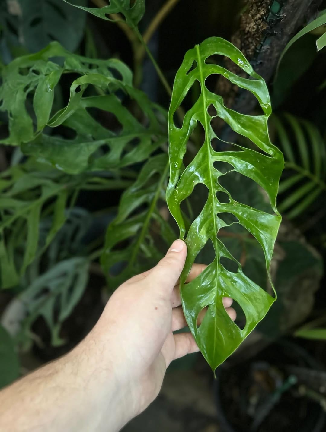 Post 8 by Andrew || AABexotics 🌿 on Instagram (carousel)