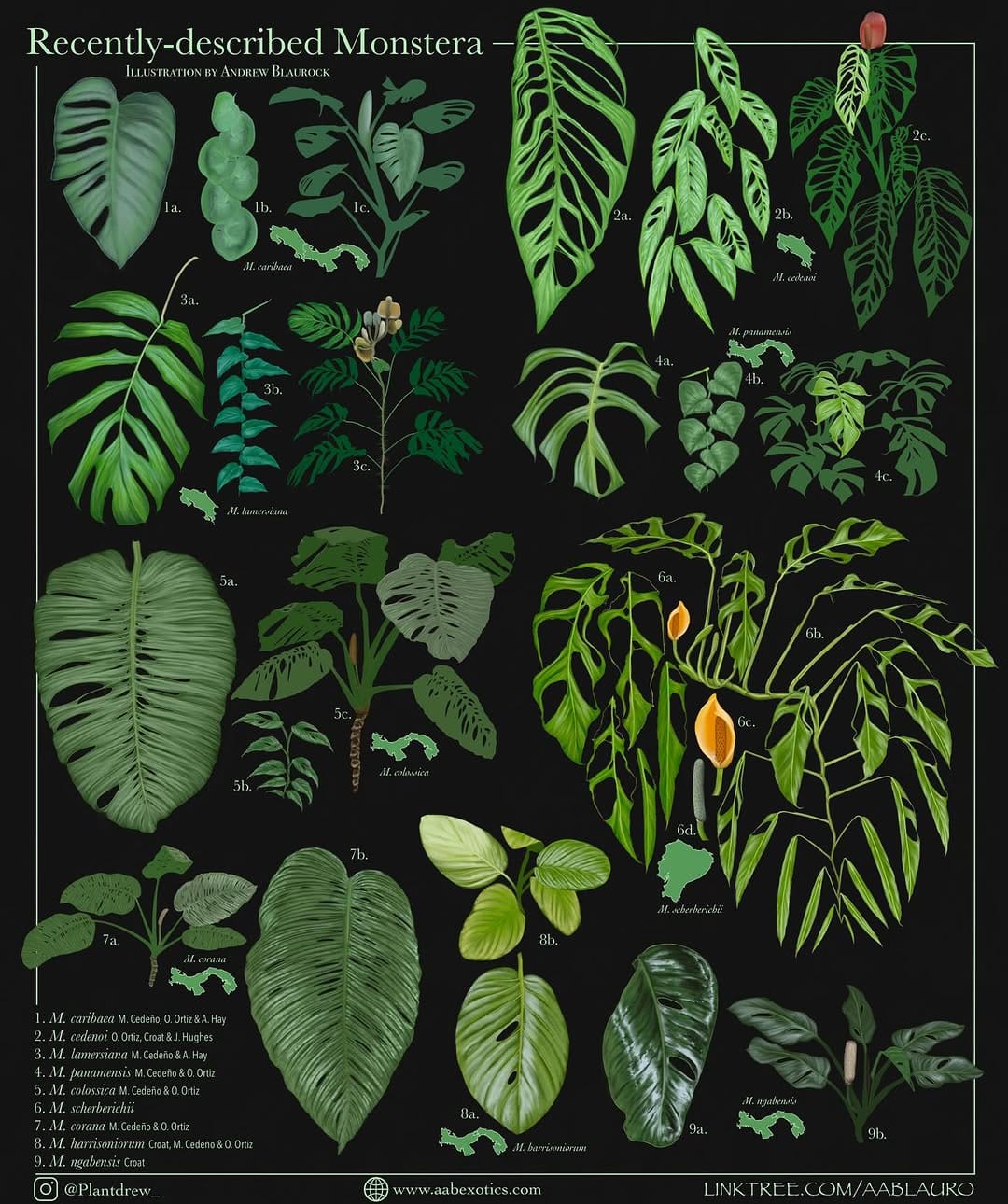 Post 7 by Andrew || AABexotics 🌿 on Instagram (carousel)