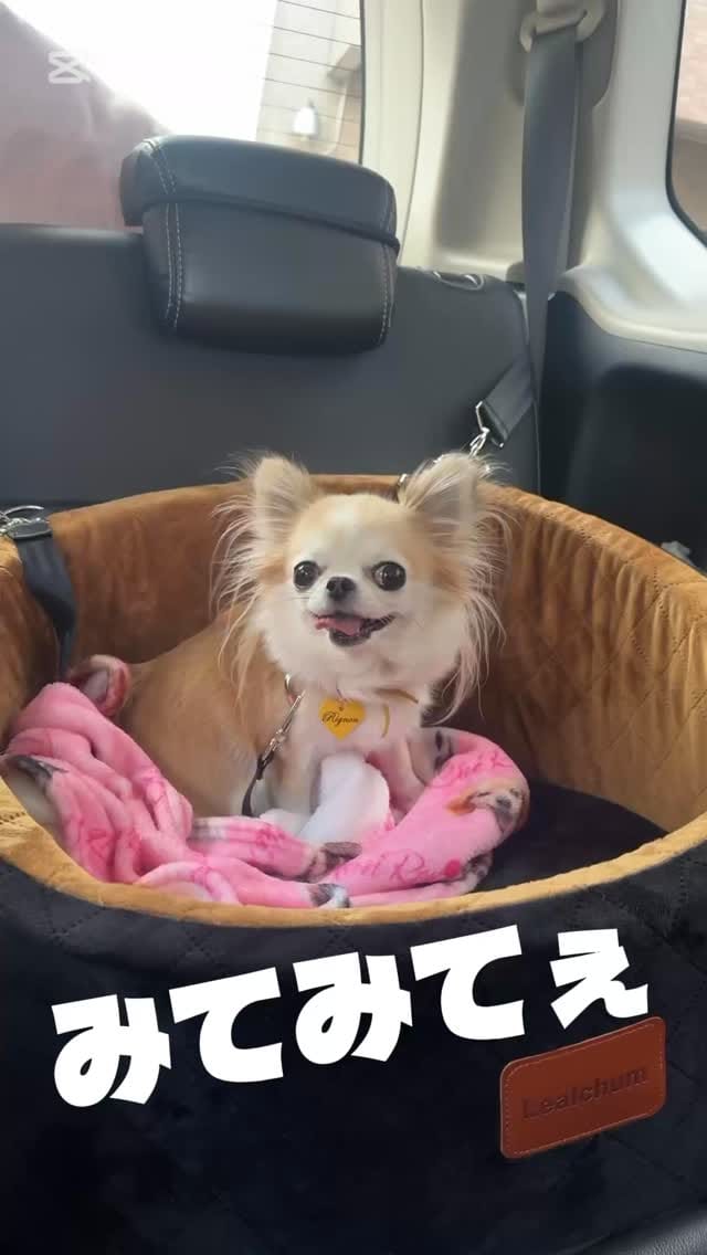 Post 4 by のんちむ.6わんず🐶💕チワワとダックス on Instagram (video)