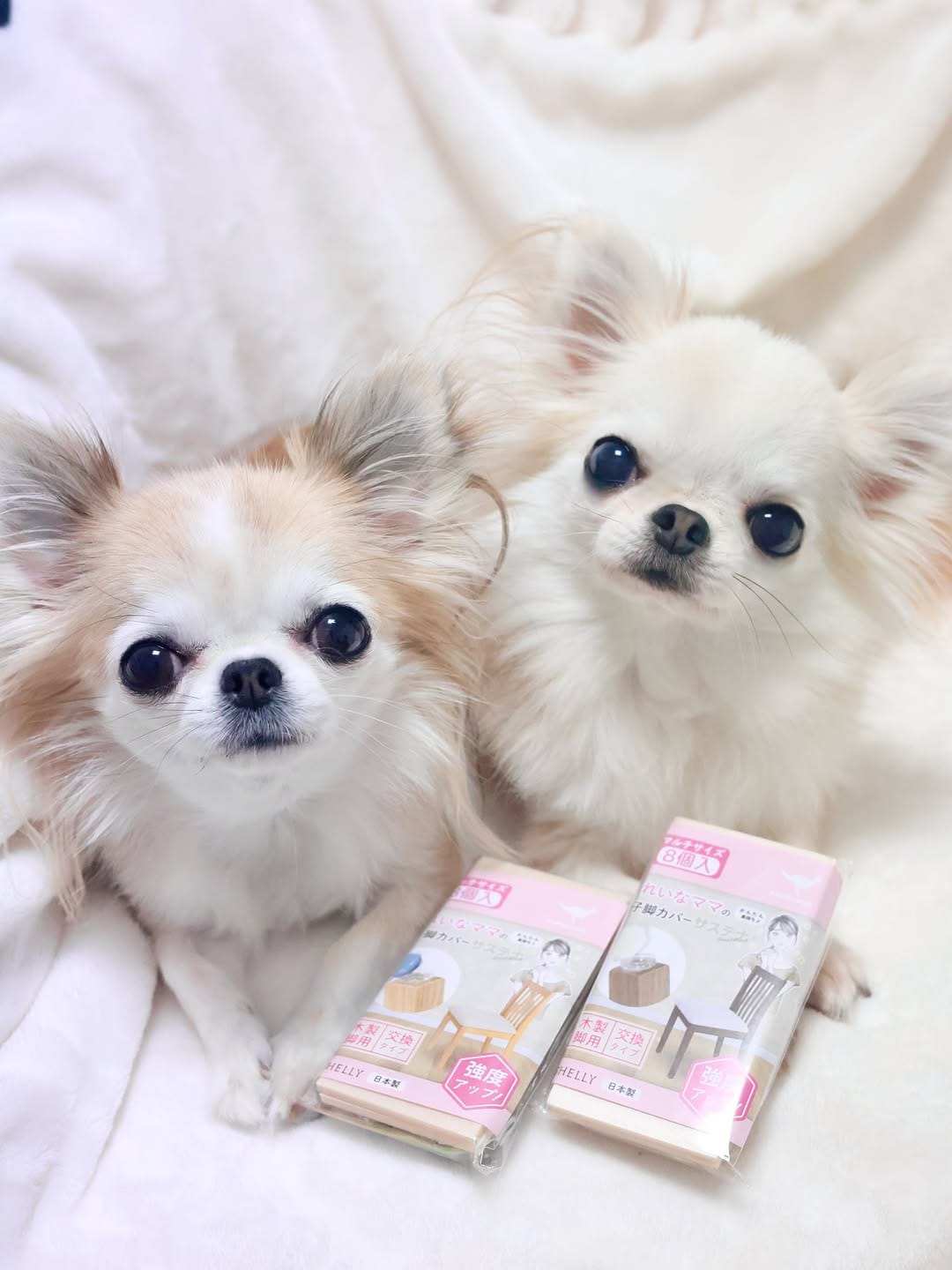Post 5 by のんちむ.6わんず🐶💕チワワとダックス on Instagram (carousel)