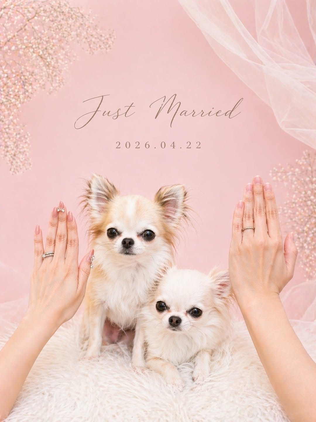 Post 2 by のんちむ.6わんず🐶💕チワワとダックス on Instagram (carousel)