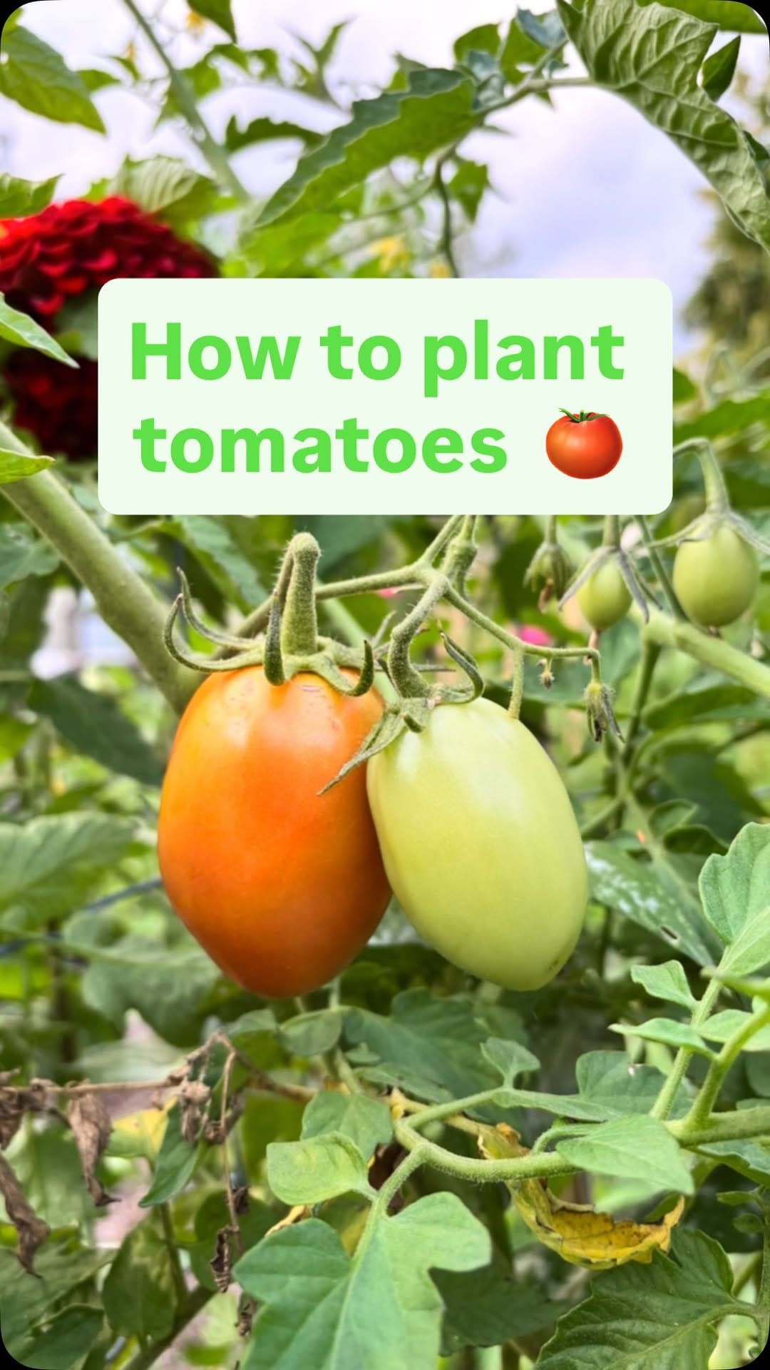 Post 1 by Love & Carrots on Instagram (video)