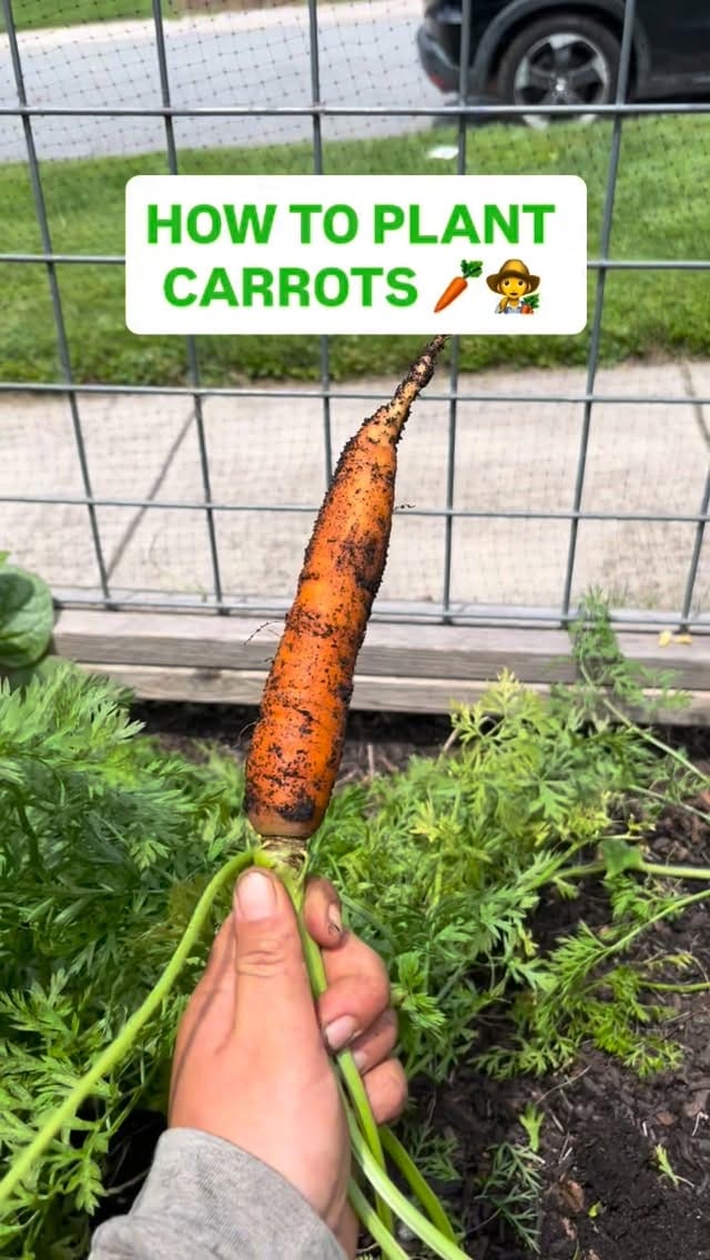 Post 7 by Love & Carrots on Instagram (video)