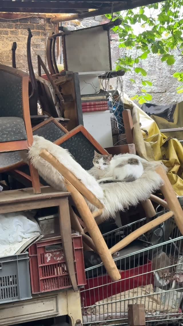 Post 3 by House 15 | Chicago Vintage & Home Decor on Instagram (video)