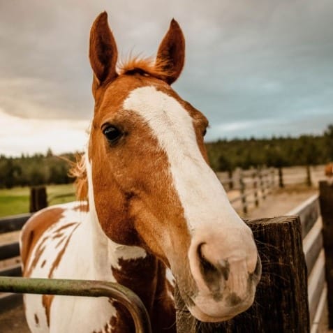 Post 4 by The Long Hollow Ranch on Instagram (image)