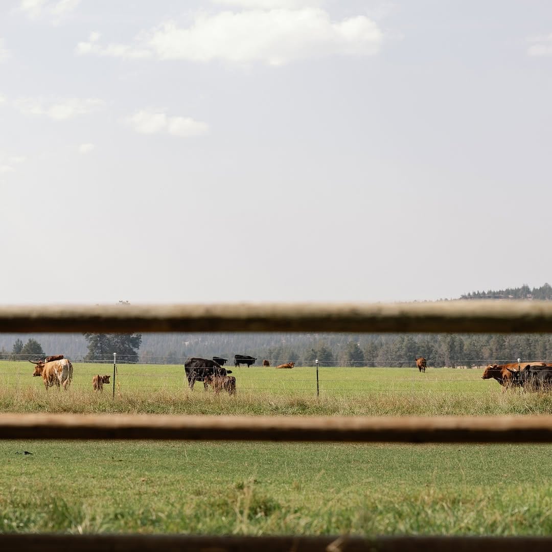 Post 3 by The Long Hollow Ranch on Instagram (image)