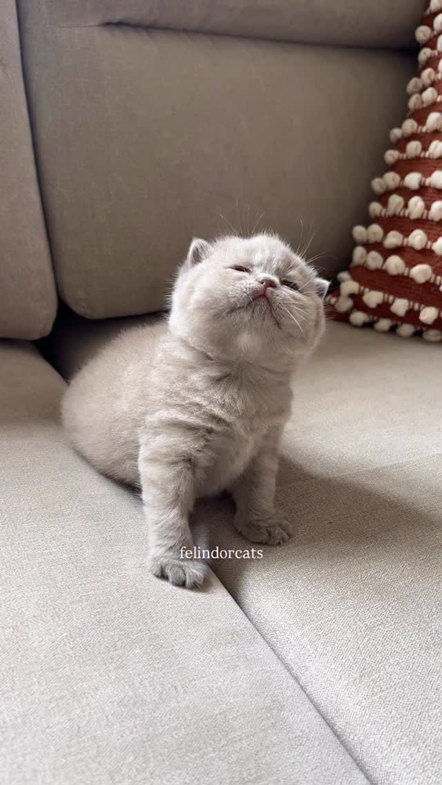 Post 1 by ✨Felindorcats✨ on Instagram (video)