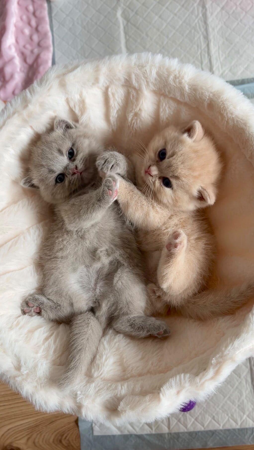 Post 10 by ✨Felindorcats✨ on Instagram (video)