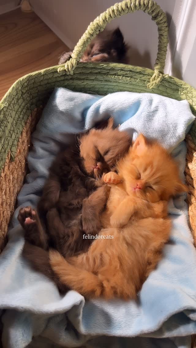 Post 7 by ✨Felindorcats✨ on Instagram (video)